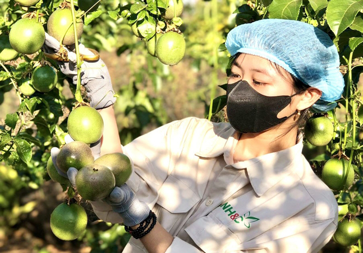 Tăng chế biến, giảm xuất thô, nông dân Gia Lai thu trăm triệu mỗi năm từ mắc ca, chanh dây
