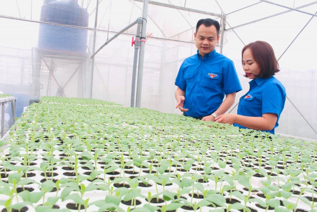 Phát triển nông nghiệp xanh không thể thiếu bóng dáng của HTX thanh niên