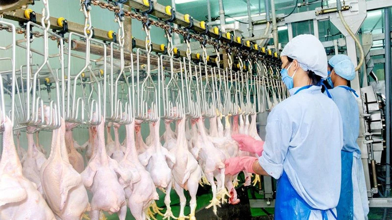 Chăn nuôi heo, gia cầm... khó xuất ngoại?