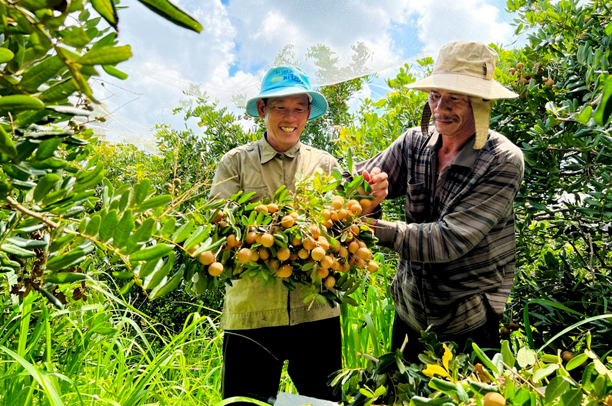 'Giải mã' thành công trên những vựa cây ăn trái tiền tỷ thẳng cánh cò bay ở Xuyên Mộc