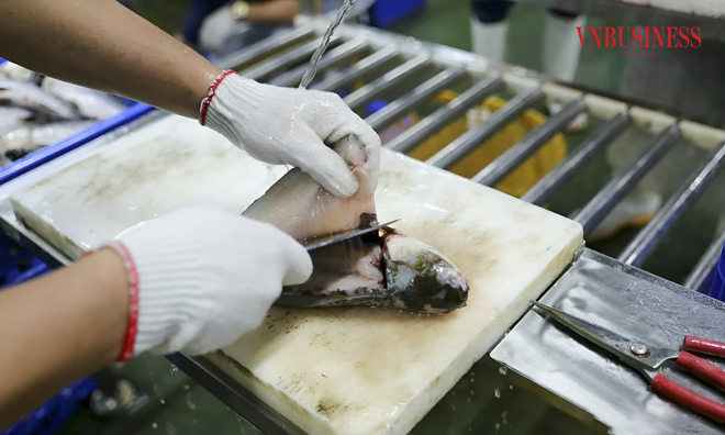 <p class="Normal">
Mô hình của HTX Thủy sản công nghệ cao Đại Áng là mô hình từ ao cá đến bàn ăn, cũng là mô hình đầu tiên tại Hà Nội. Bên cạnh nuôi cá và thực hiện sơ chế, chế biến, HTX còn triển khai các hoạt động thương mại nhằm gia tăng giá trị đầu ra sản phẩm. Từ đó tạo ra nguồn doanh thu đạt khoảng 20 tỷ đồng/năm.</p>
