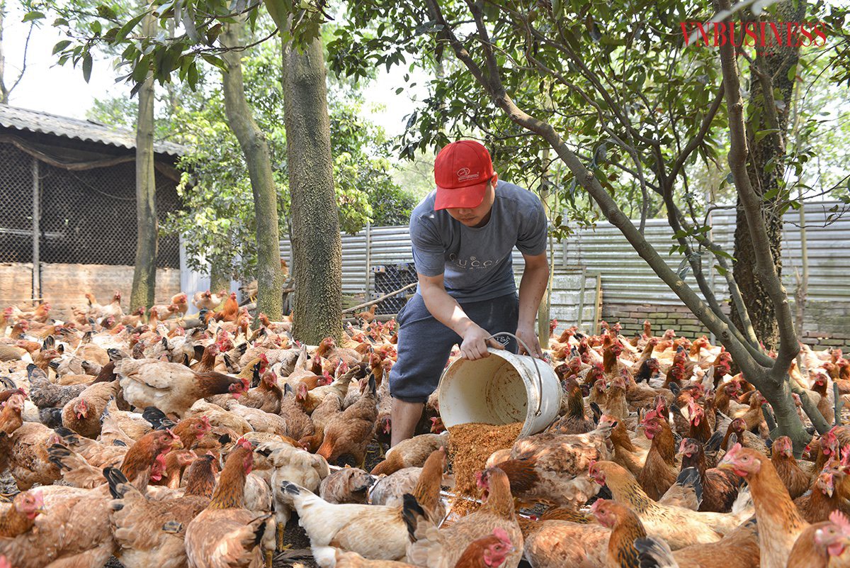 Nuôi gà bằng thảo dược, HTX không lo đầu ra, thu cả tỷ đồng mỗi năm