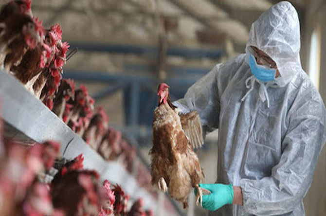 Mỗi ngày có hàng vạn gia cầm nhập lậu vào Việt Nam, nguy cơ lây nhiễm chủng cúm virus gia cầm