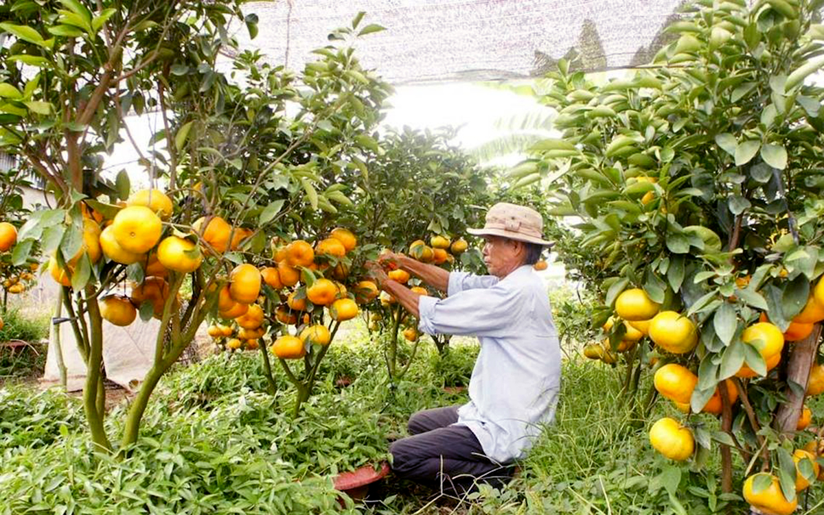 Từ quýt hồng đến thanh long ruột đỏ, nông dân Lai Vung đang 'trúng đậm' nhờ thay đổi tư duy sản xuất