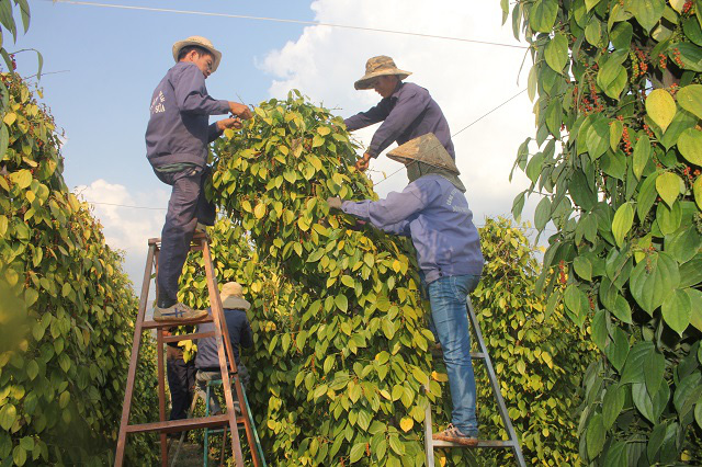 Giá tiêu vẫn duy trì ở mức cao, quanh 96.000 đồng/kg