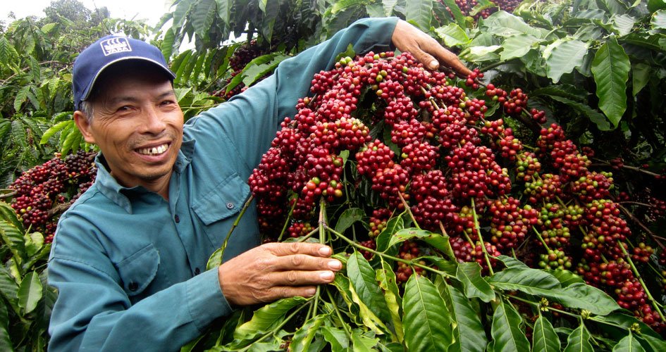 Tăng kỷ lục 1.700 đồng/kg, giá cà phê áp sát mốc 100.000 đồng/kg