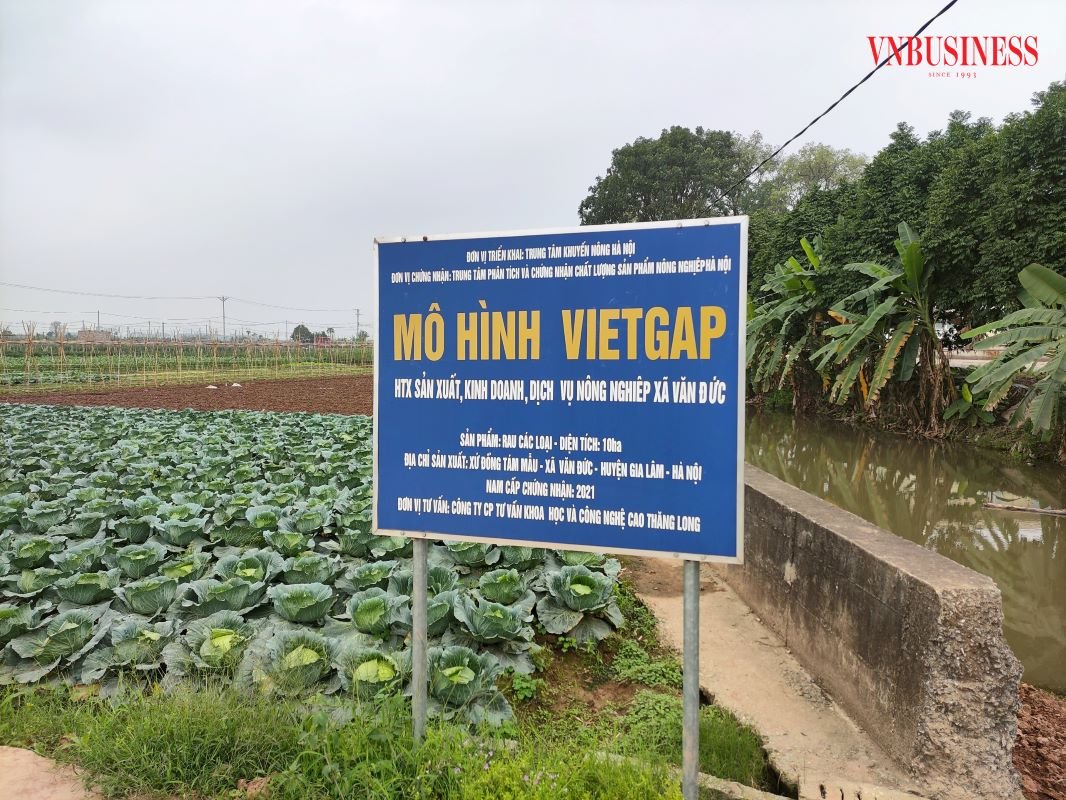 Bí quyết làm giàu từ nông nghiệp sạch của HTX Văn Đức