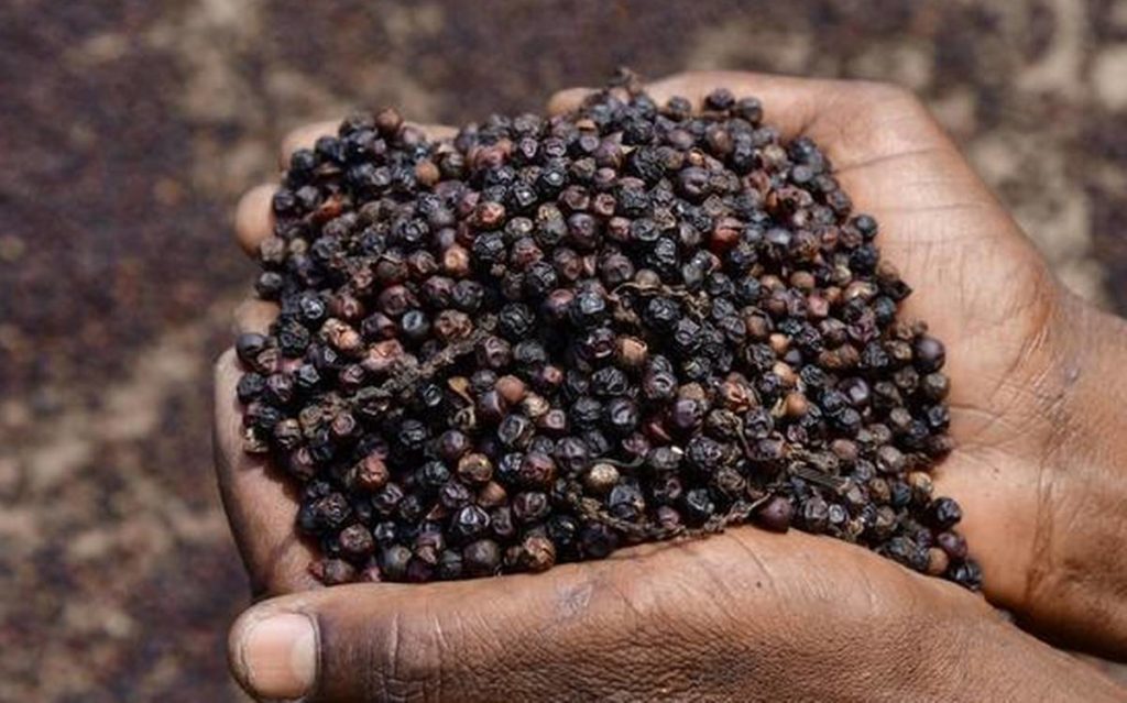 Hồ tiêu giữ mức 95.000 đồng/kg