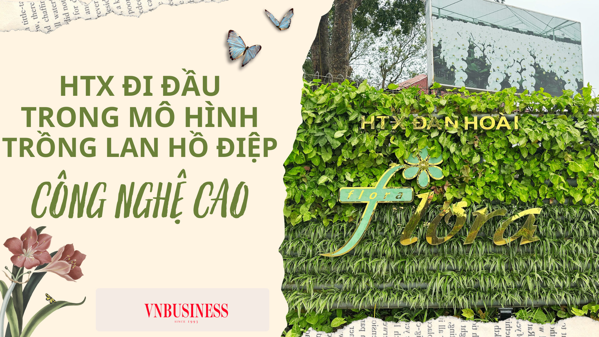 HTX thành công với mô hình trồng lan hồ điệp công nghệ cao