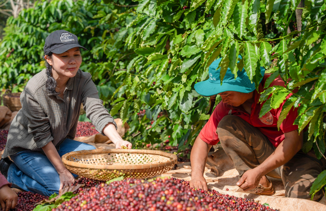 Tăng phi mã 3.000 đồng/kg, cà phê vượt mốc 100.000 đồng/kg