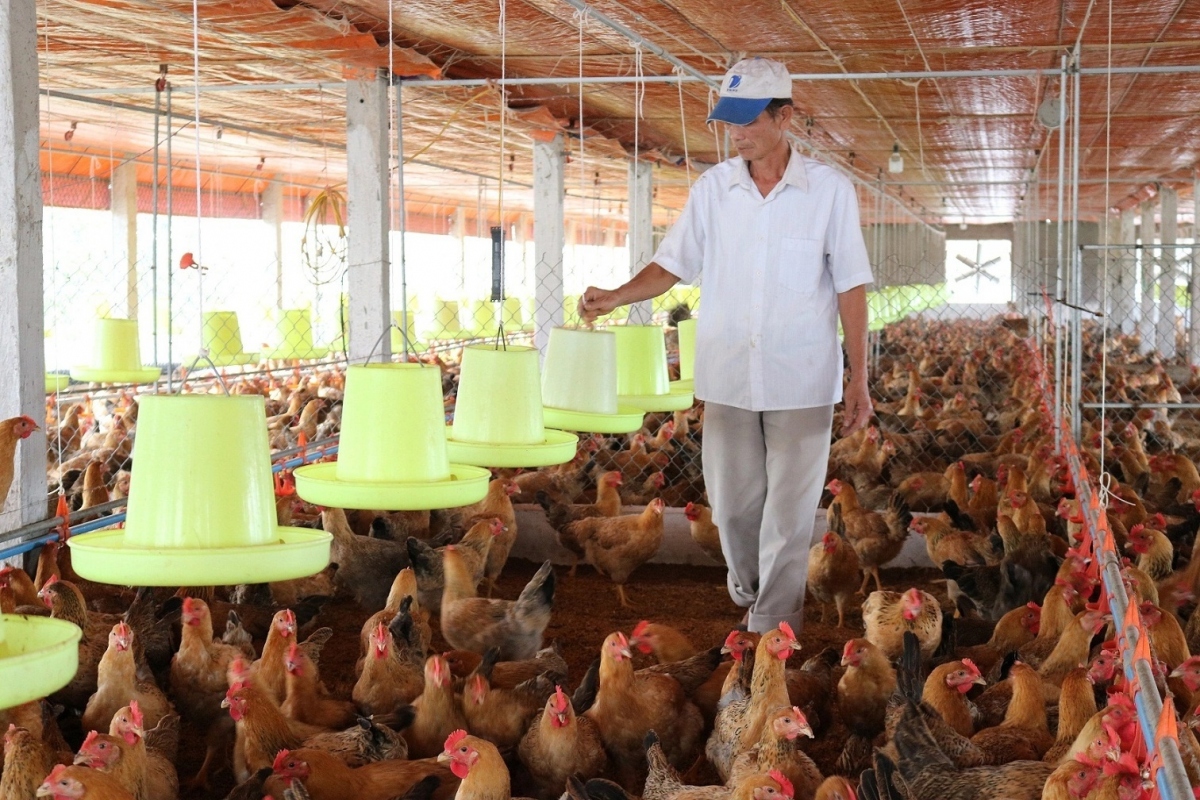 Tìm giải pháp để HTX thuận lợi di dời cơ sở chăn nuôi ra khỏi khu dân cư