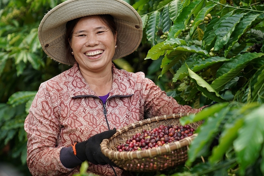 Sản xuất theo chuỗi khép kín giúp nâng tầm cà phê Sáu Nhung