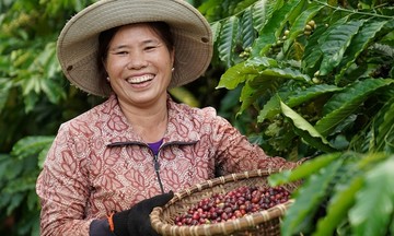 Sản xuất theo chuỗi khép kín giúp nâng tầm cà phê Sáu Nhung