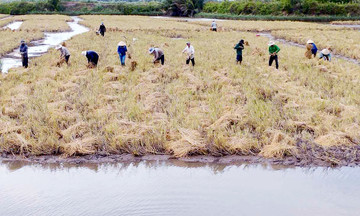Từ mô hình lúa - tôm đến những vùng sản xuất nông nghiệp giúp nông dân &#039;kiếm bộn&#039; ở Thạnh Phú