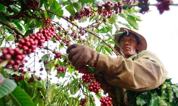 Tăng đến 1.200 đồng, cà phê sắp chạm mốc 105.000 đồng/kg