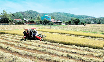 Mùa vui trên những cánh đồng lớn cho thu &#039;vàng mười&#039; ở Tuy Phước