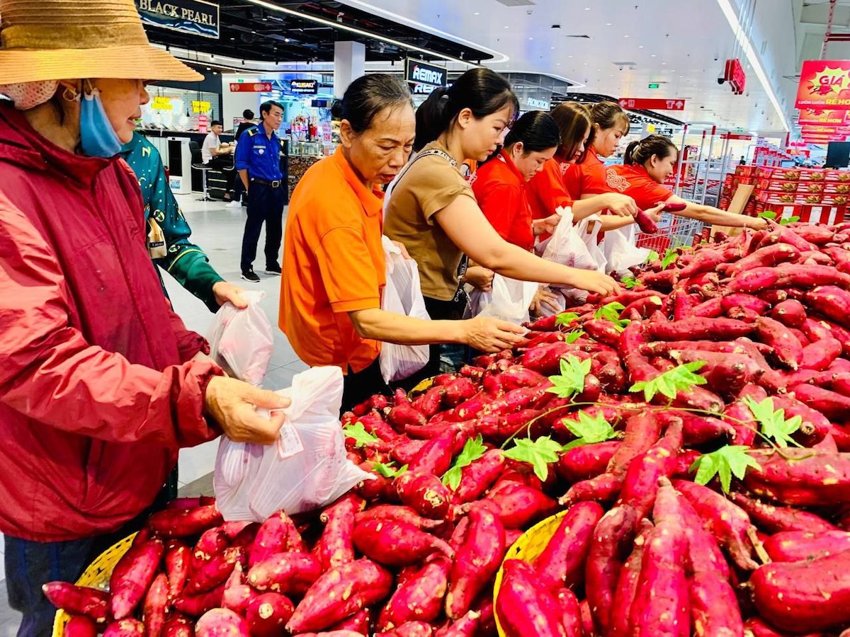 Giá khoai lang rớt mạnh, doanh nghiệp vào cuộc hỗ trợ nông dân tiêu thụ