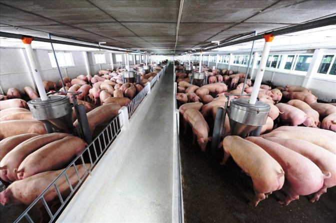 Giá lợn trên 60.000 đồng/kg, người nuôi vẫn chưa lãi