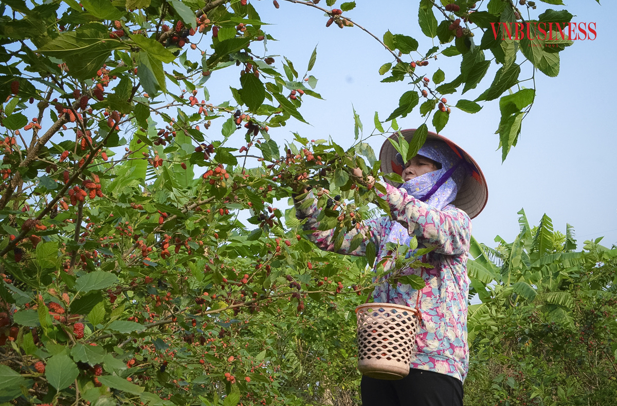 Mùa dâu tằm hái mỏi tay, thu ngay tiền triệu