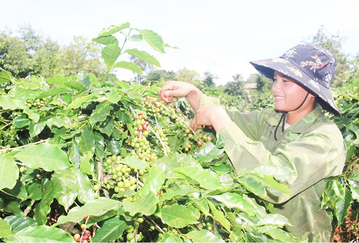Nông nghiệp sạch lan tỏa mạnh, nông dân Hướng Hóa liên tục giàu lên