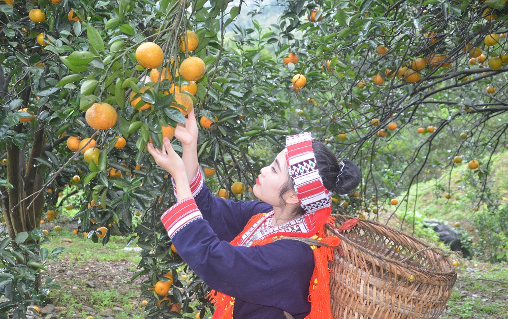 Dự báo thị trường tốt giúp HTX chủ động sản xuất và tiêu thụ