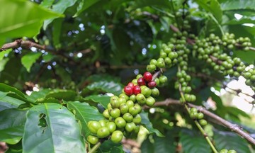 Giá cà phê đồng loạt vượt mốc 112.000 đồng/kg, dự báo sẽ còn tăng