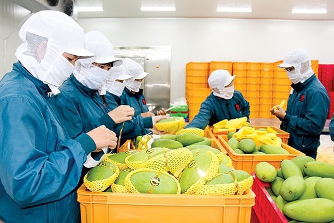 Ngành hàng rau củ quả làm gì để tận dụng dư địa xuất khẩu?