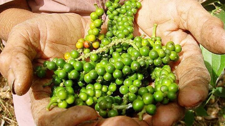 Giá tiêu tăng đến 2.500 đồng/kg