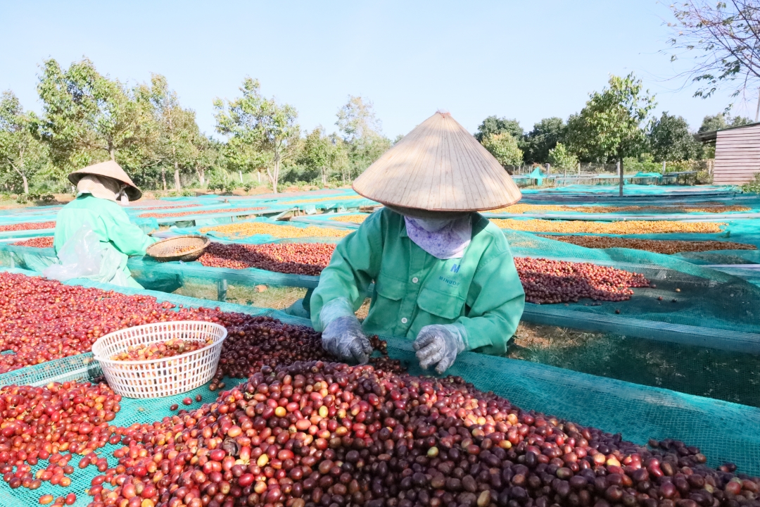Giá cà phê tiếp tục đứng yên với ngưỡng cao nhất là 124.000 đồng/kg