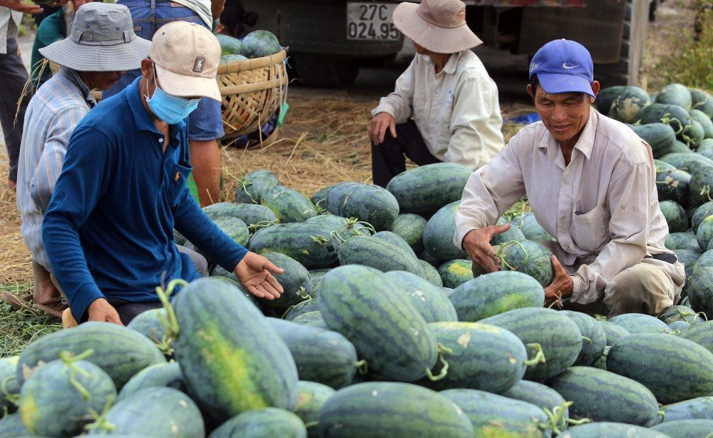 Xuất khẩu chính ngạch sang Trung Quốc, dưa hấu phải đáp ứng những điều kiện gì?