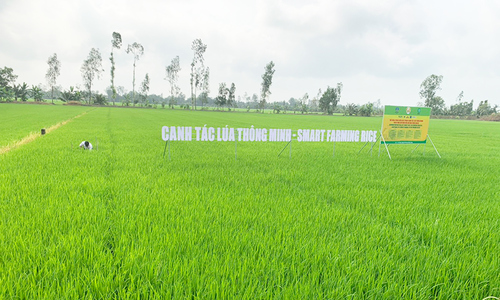 Vai trò tiên phong của HTX trong xây dựng 1 triệu ha cánh đồng lúa phát thải thấp
