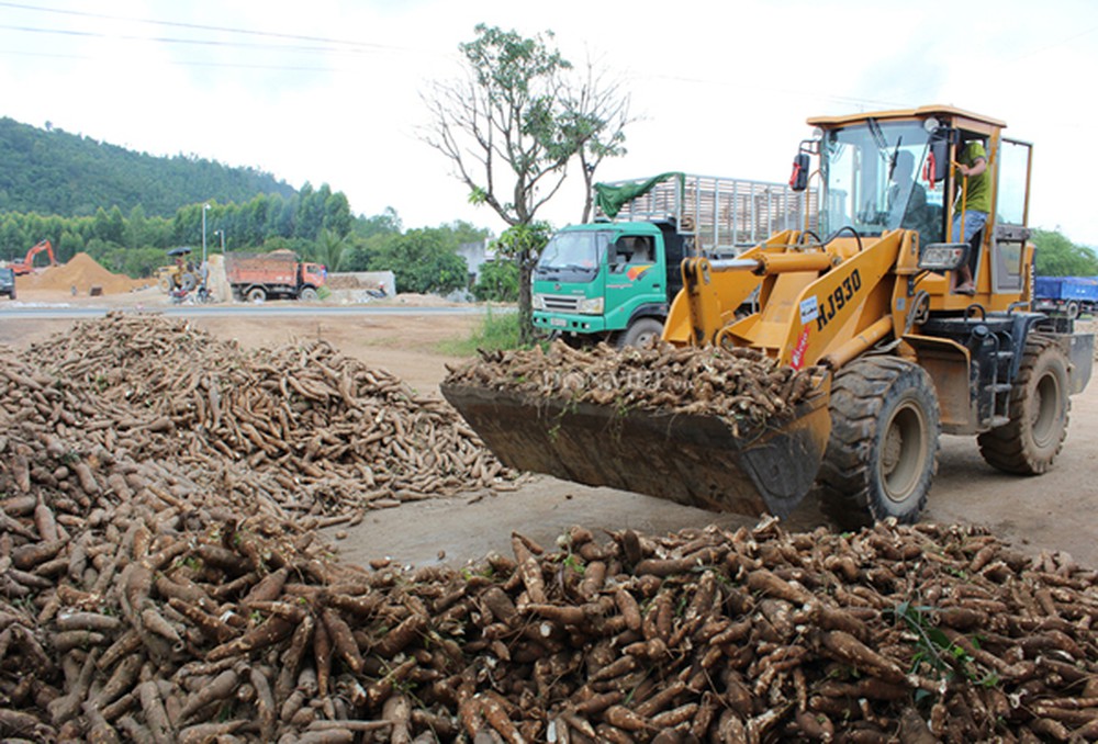 Một loại củ bán hơn 94% sang Trung Quốc, kỳ vọng thu 2 tỷ USD vào 2030