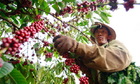 Giá cà phê giảm đến 2.500 đồng/kg