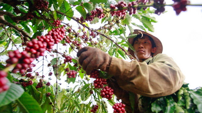 Giá cà phê giảm đến 2.500 đồng/kg