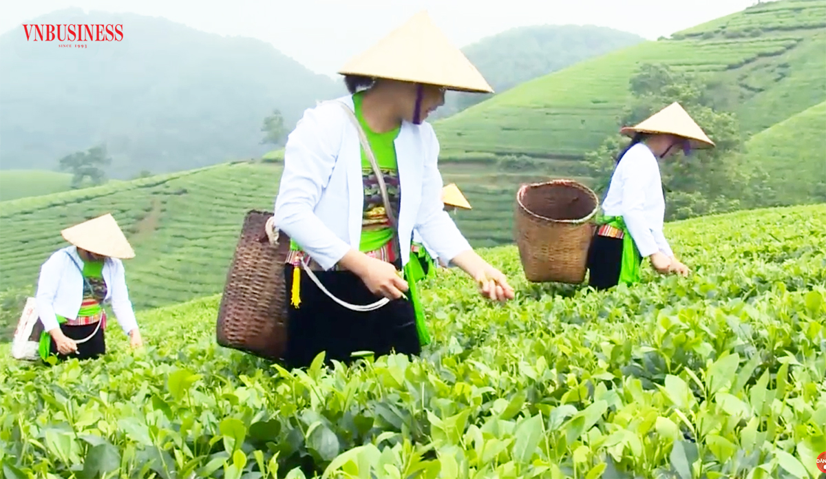 Nông dân Phú Thọ làm giàu với những cây trồng chủ lực, hướng tới 'công nghiệp không khói'