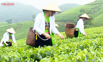 Nông dân Phú Thọ làm giàu với những cây trồng chủ lực, hướng tới &#039;công nghiệp không khói&#039;