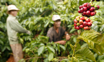 Thị trường rơi tự do, cà phê giảm sốc đến 12.500 đồng/kg