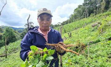 Nông dân xứ Quảng kiếm bộn với cây dược liệu, rau hữu cơ