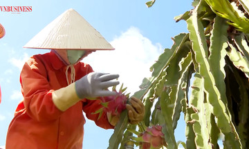 Trồng thanh long hái &#039;trái ngọt&#039;, nông dân Bình Thuận tự tin đổi đời