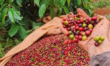 Tăng đến 4.000 đồng/kg, cà phê lấy lại mốc 100.000 đồng/kg