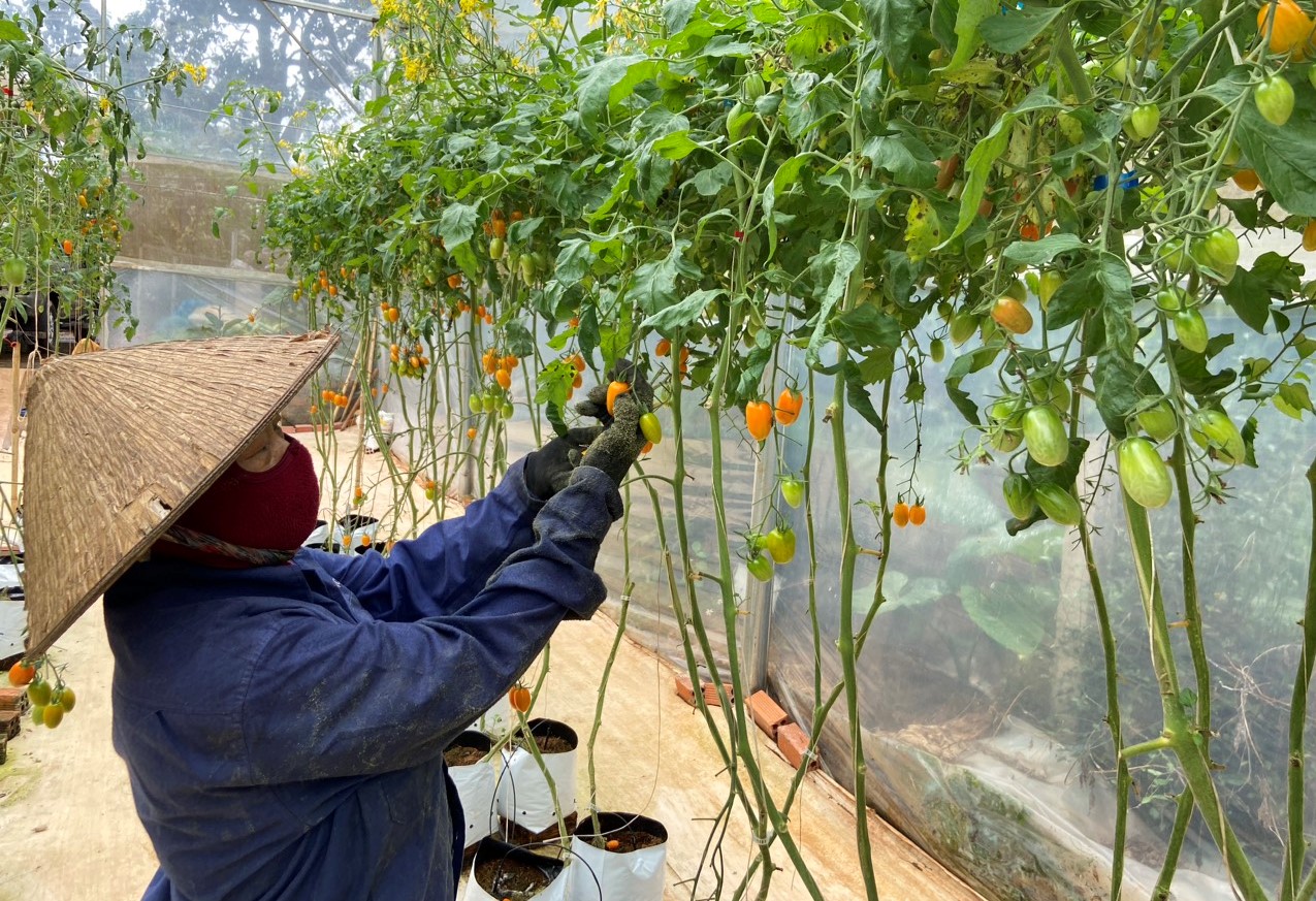 Mở 'cánh cửa' Luật HTX năm 2023 cho HTX