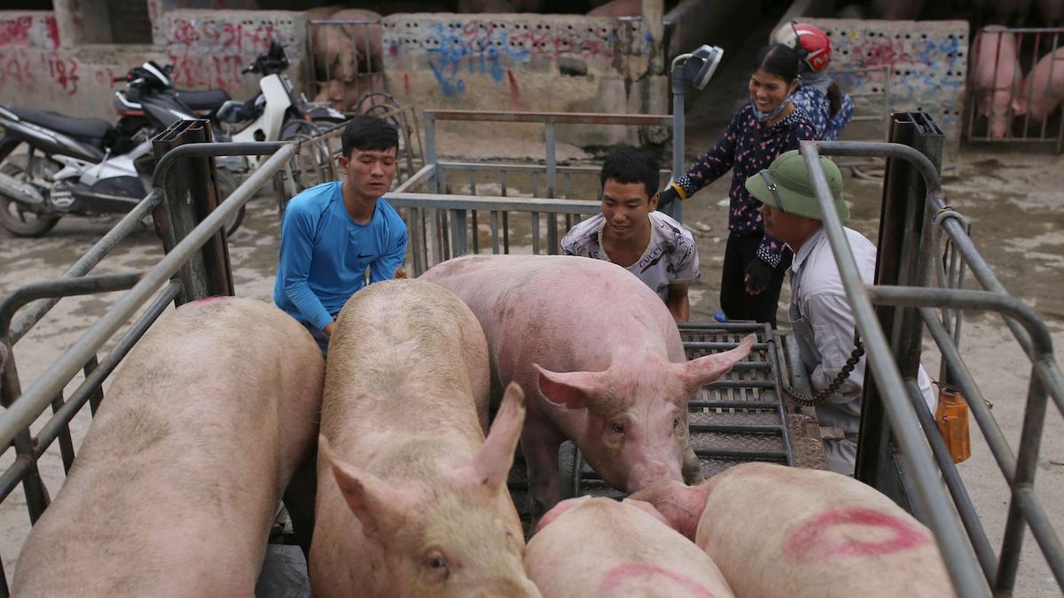 Giá heo tiếp đà tăng, Bầu Đức tiếc vì không 