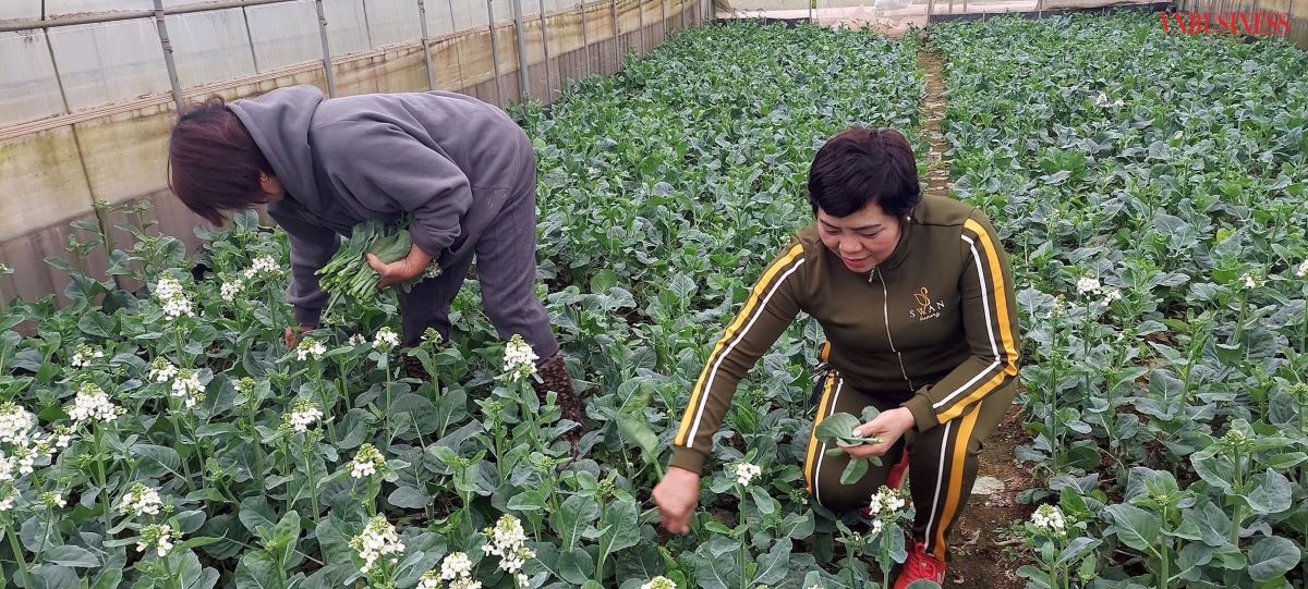HTX Tâm Anh đánh thức tiềm năng ‘đất trăm nghề’
