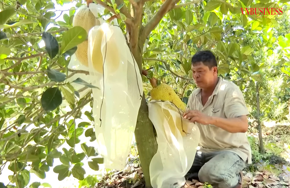 Ấn tượng những cách làm giàu độc đáo của nông dân Tháp Mười