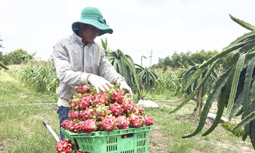 Những cây trồng bạc tỷ giúp nông dân Bà Rịa - Vũng Tàu làm giàu, vượt &#039;bão&#039; El Nino