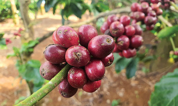 Tiếp tục cộng thêm 400 đồng/kg, nhiều người có niềm tin vào chu kỳ tăng giá mới của cà phê