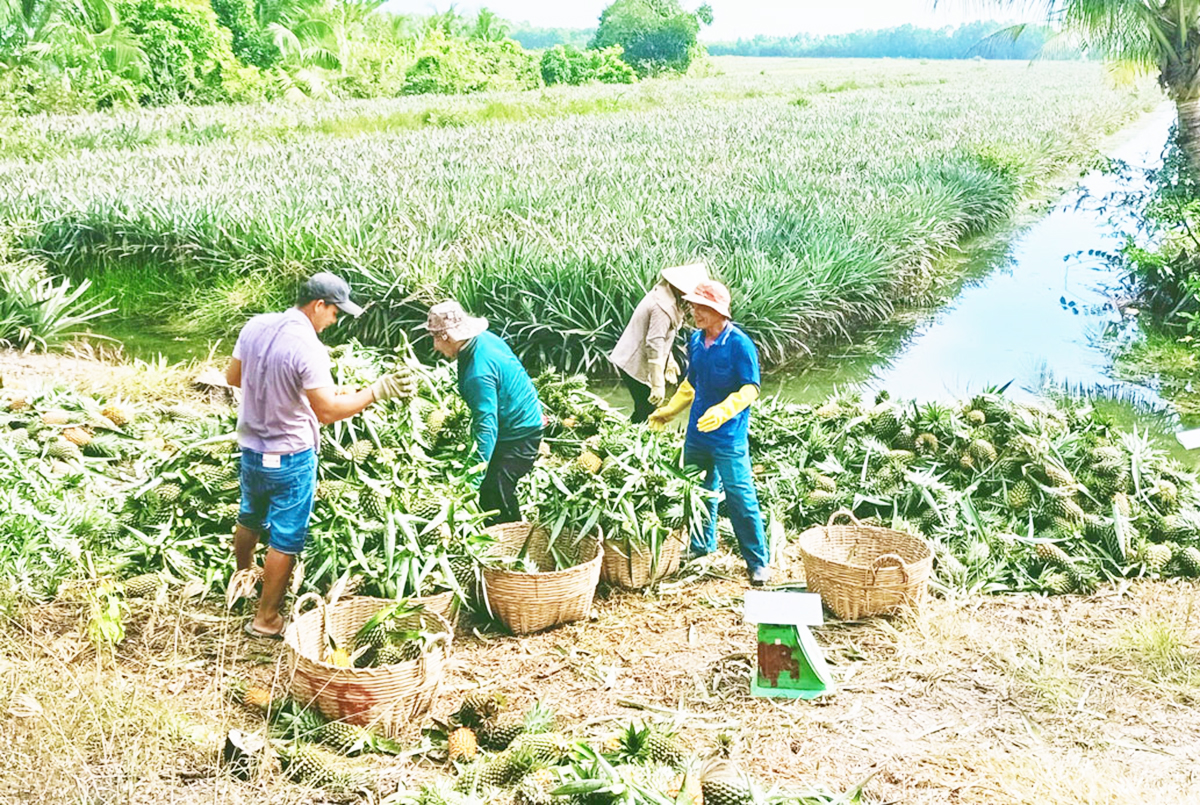 Cây khóm bén rễ đất Long An, nông dân bắt tay xây dựng vùng chuyên canh kiếm bộn tiền