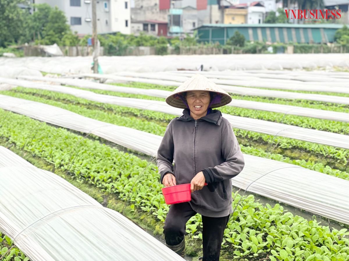 Trồng rau theo tiêu chuẩn VietGAP, HTX thu lời cả trăm triệu mỗi tháng
