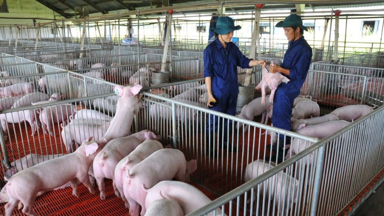 Cổ phiếu ngành chăn nuôi lợn vào ‘sóng’