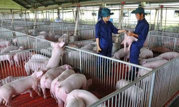 Cổ phiếu ngành chăn nuôi lợn vào ‘sóng’